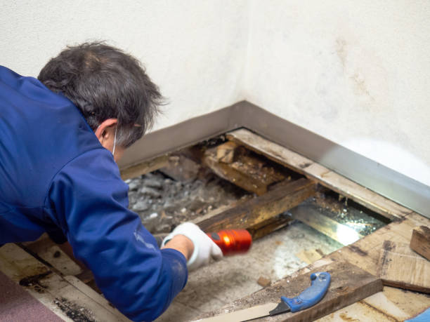 Best Office Mold Removal Services  in Benton, IL