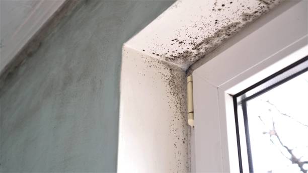 Best Fast Mold Removal  in Benton, IL