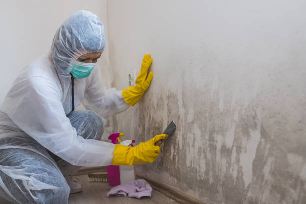 Best Fast Mold Removal  in Benton, IL