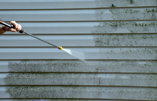 Office Mold Removal Services in Benton, IL