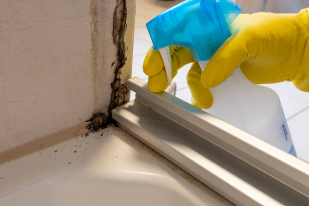 Best Toxic Mold Removal  in Benton, IL