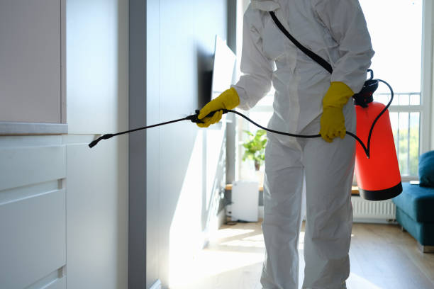 Best Commercial Mold Removal  in Benton, IL