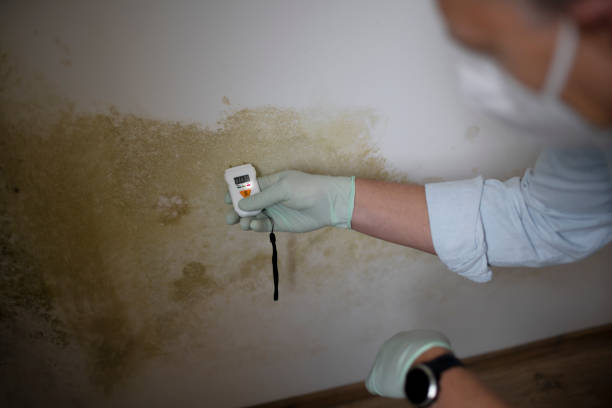 Best Best Mold Removal Companies  in Benton, IL