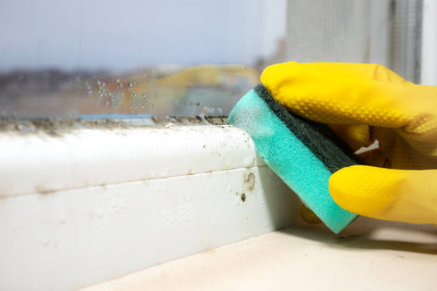 Best Affordable Mold Removal  in Benton, IL