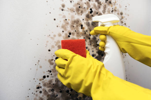 Best Mold Remediation Experts  in Benton, IL