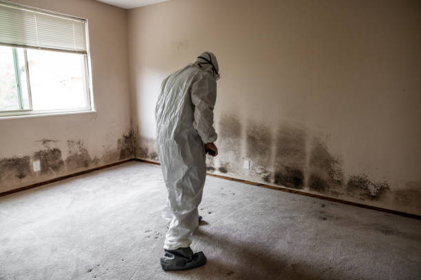 Best Residential Mold Removal  in Benton, IL