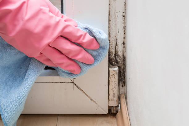 Best Black Mold Removal  in Benton, IL
