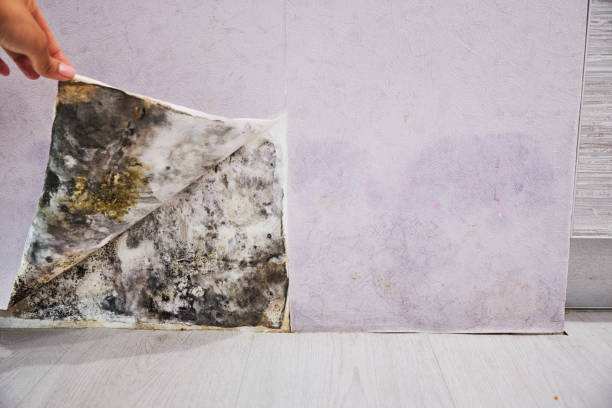 Best Water Damage Restoration  in Benton, IL
